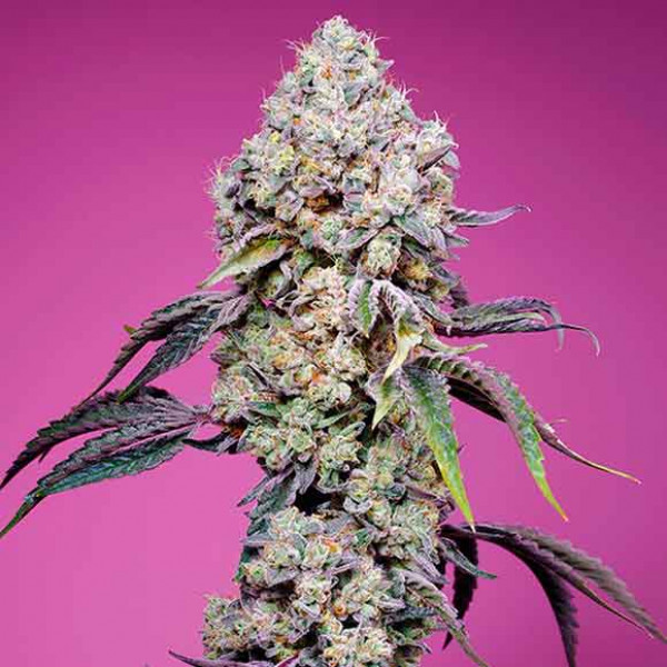 buy weed in Dubai buy weed in Dubai